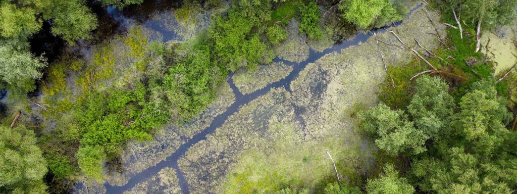 Aerial photo of marshlands with trees and algae