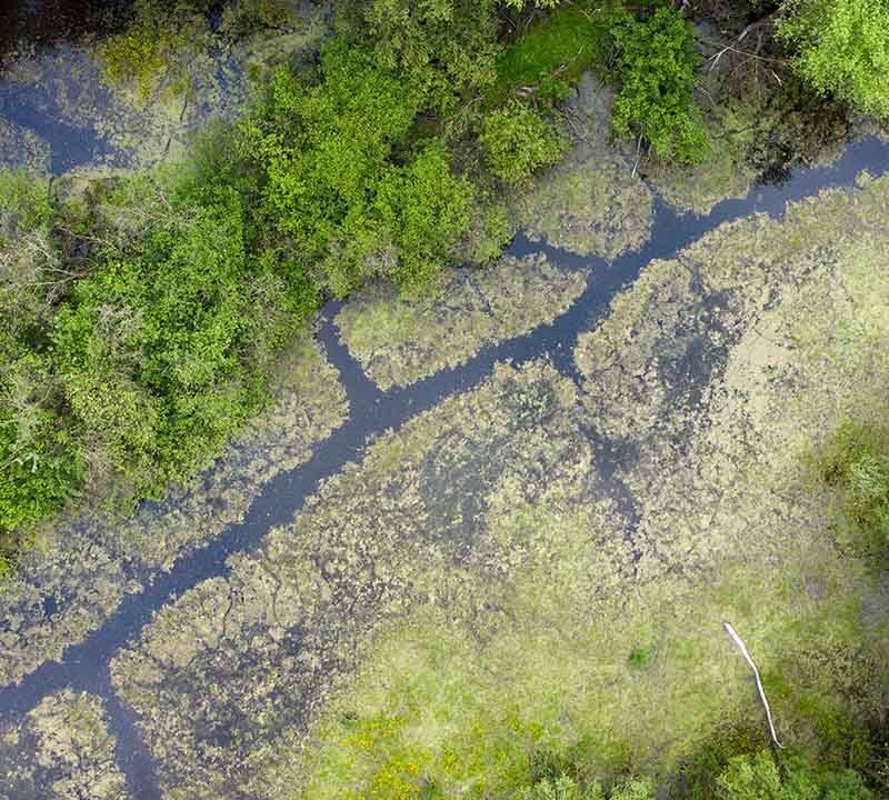 Aerial photo of marshlands with trees and algae