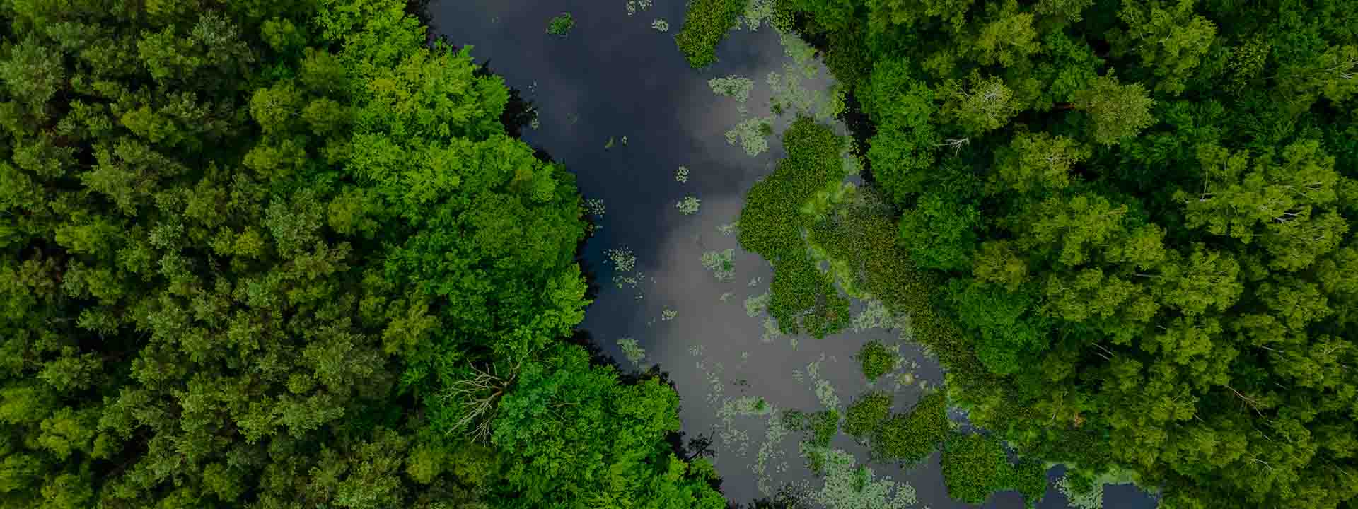 Aerial photo of river running through forest with algae growing