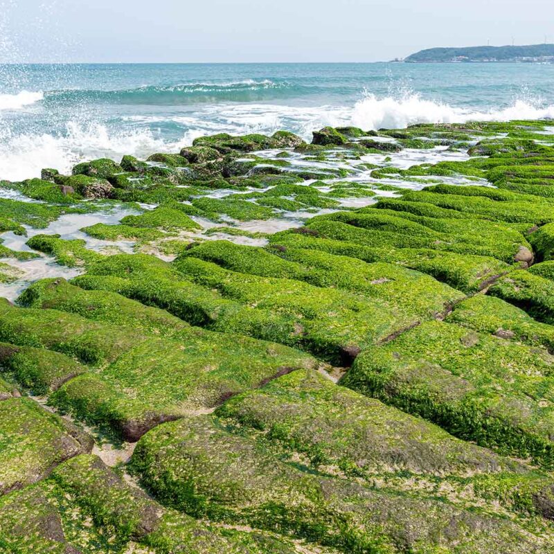 Algae on rocks with waves crashing over them