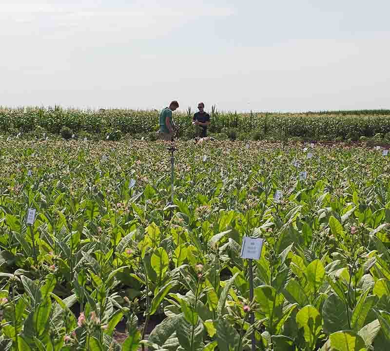 Crops growing in field with scientists working