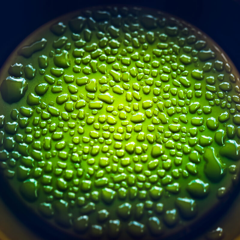 Petri dish with lab samples